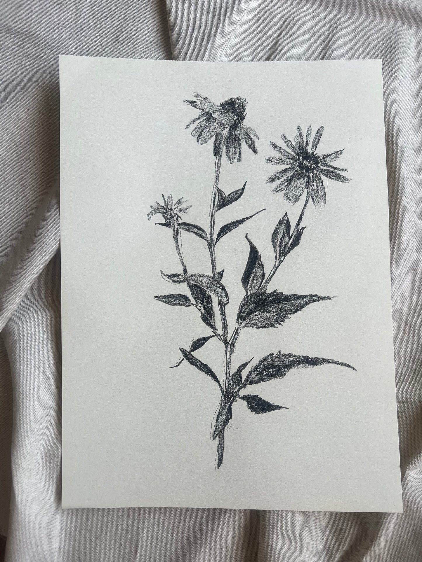 Rudbeckia Flower