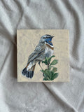 Blue Throat Bird