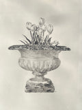 Tulips in Jardiniere Drawing |Charcoal & Graphite