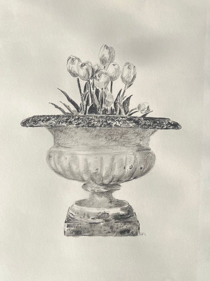 Tulips in Jardiniere Drawing |Charcoal & Graphite