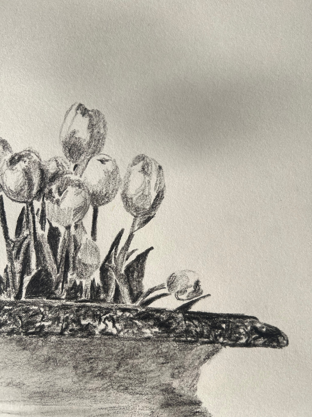 Tulips in Jardiniere Drawing |Charcoal & Graphite