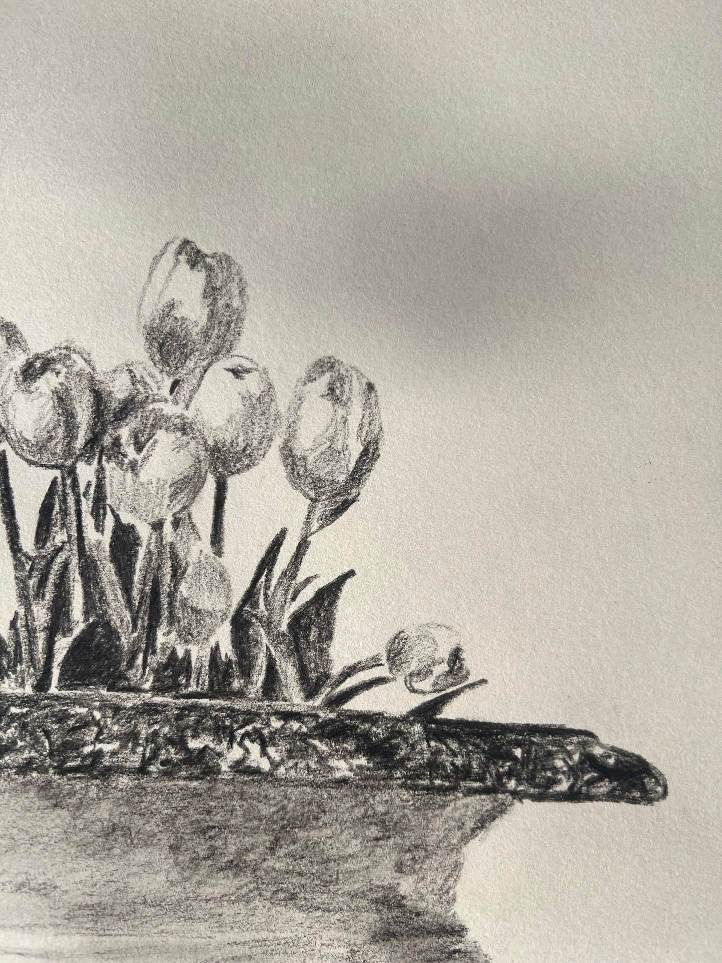 Tulips in Jardiniere Drawing |Charcoal & Graphite