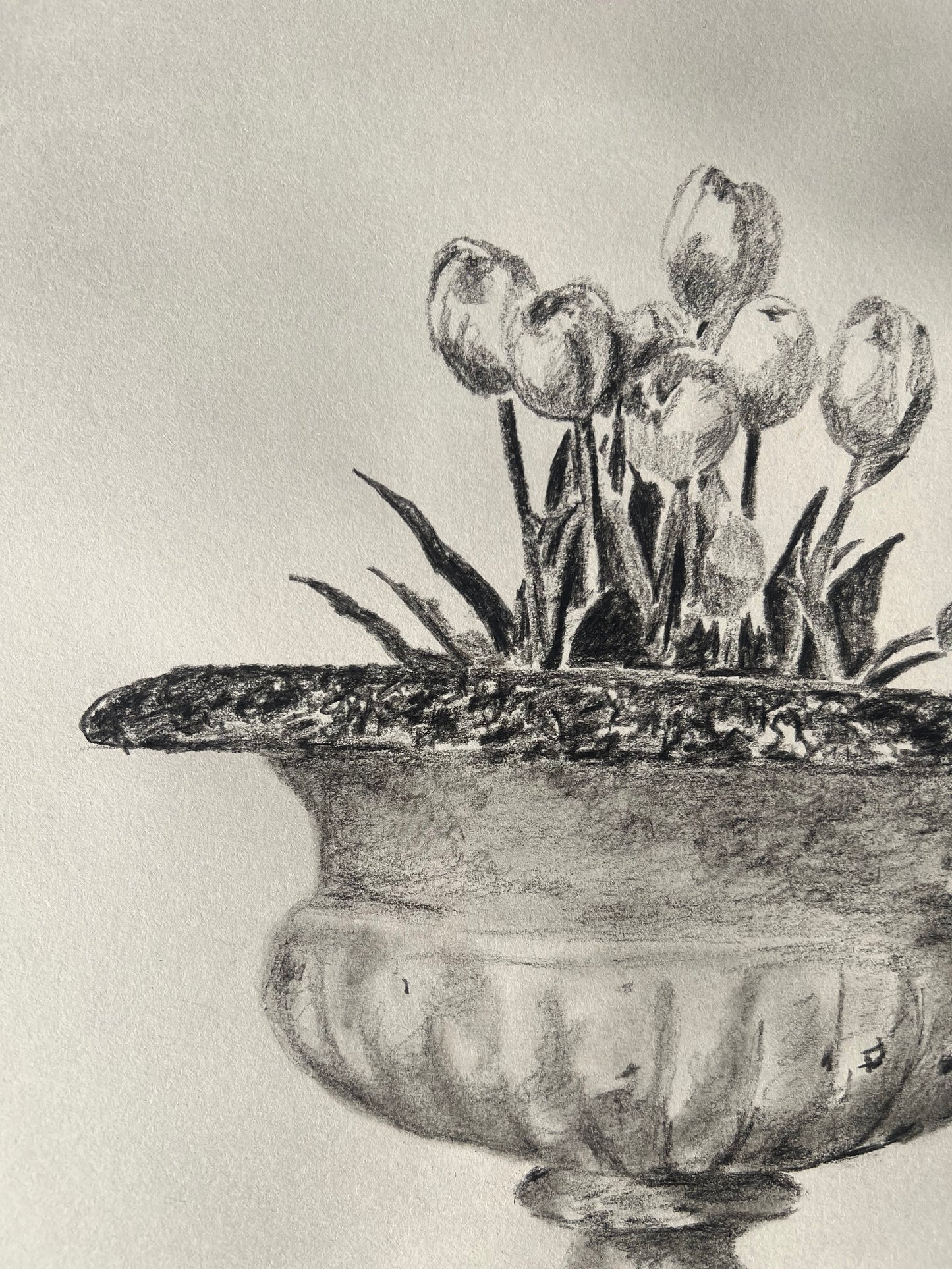 Tulips in Jardiniere Drawing |Charcoal & Graphite