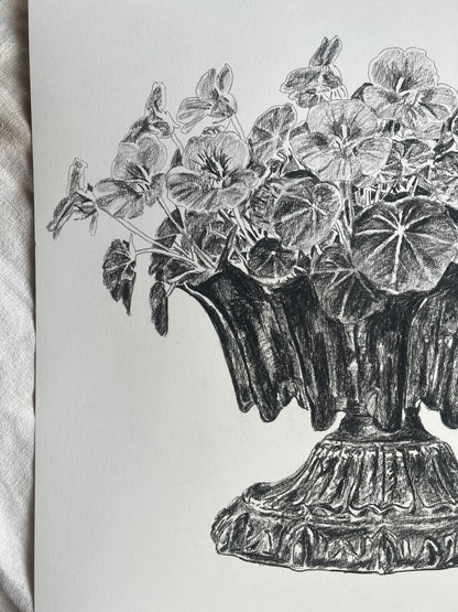 Nasturtiums in Jardiniere | Charcoal