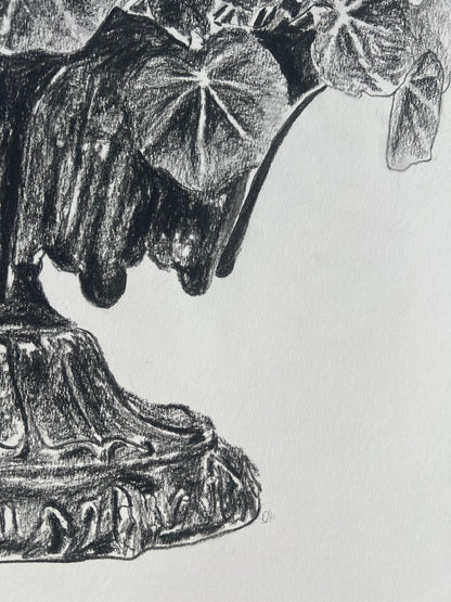 Nasturtiums in Jardiniere | Charcoal