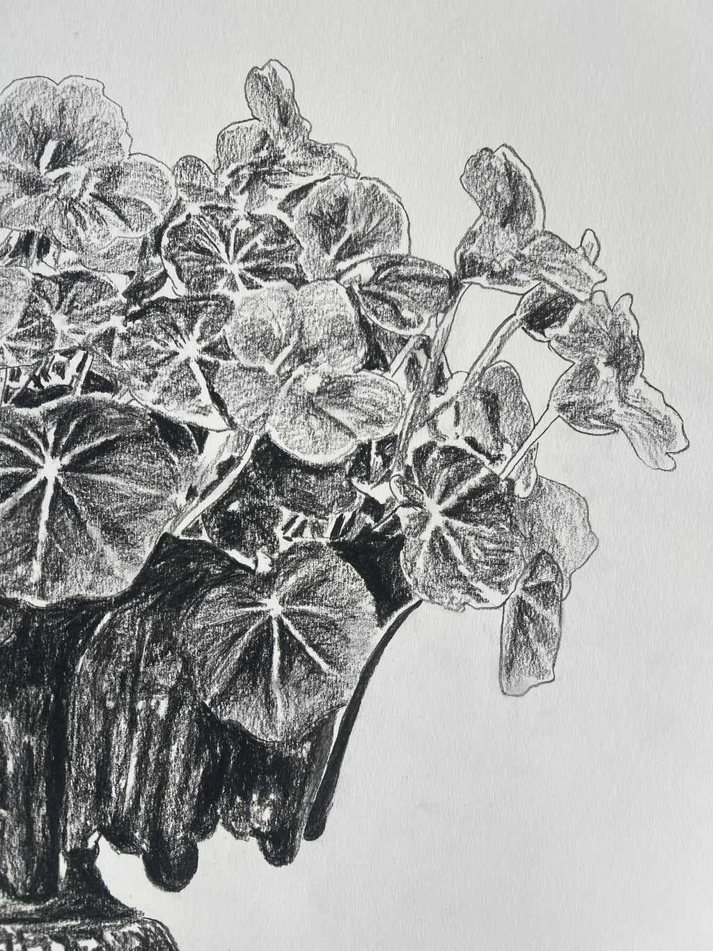 Nasturtiums in Jardiniere | Charcoal