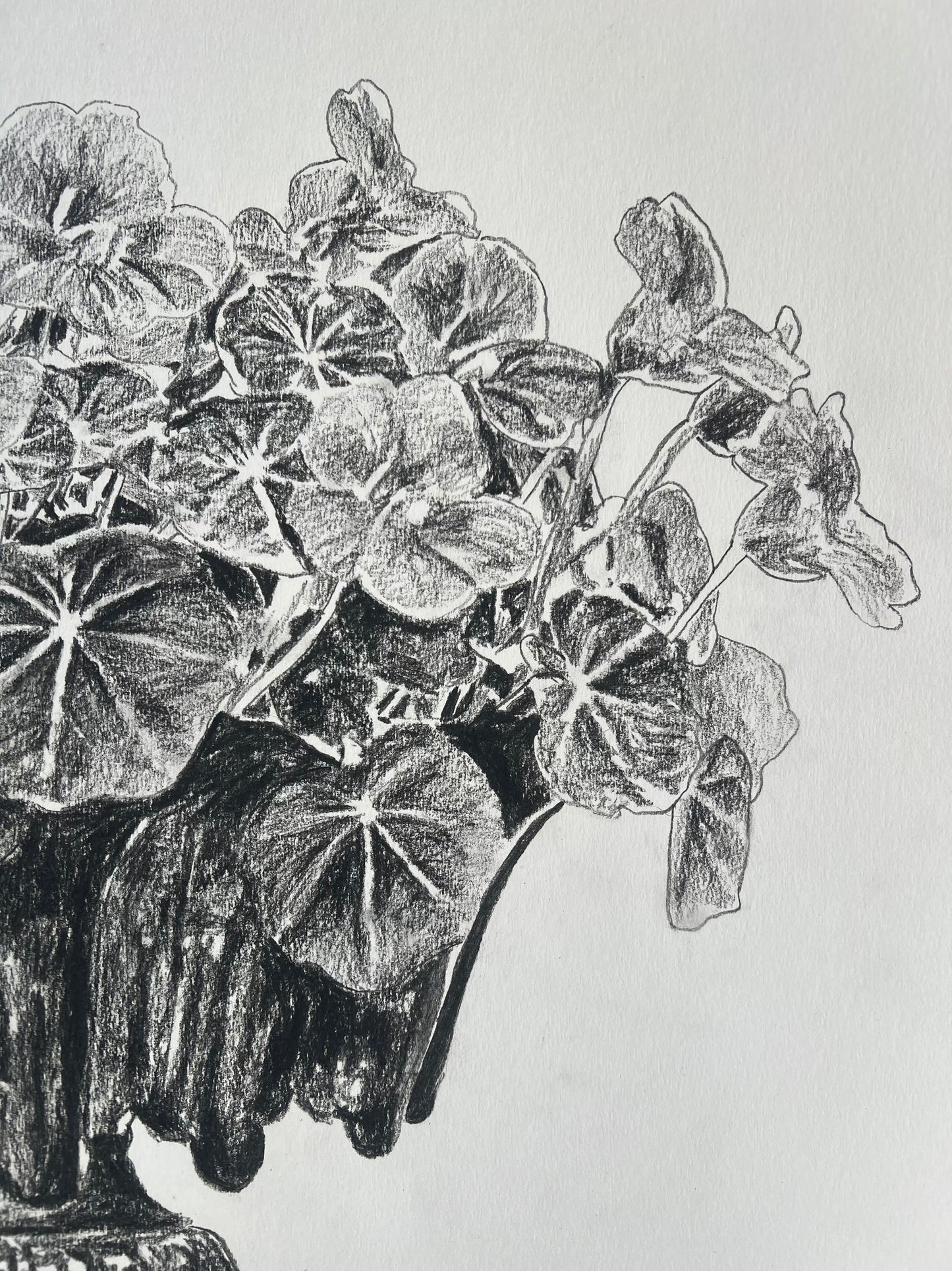 Nasturtiums in Jardiniere | Charcoal