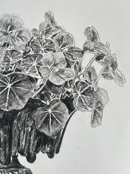 Nasturtiums in Jardiniere | Charcoal