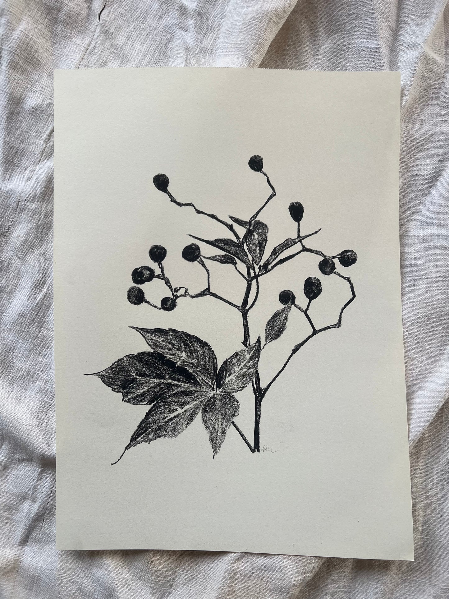 Virginia Creeper | Charcoal