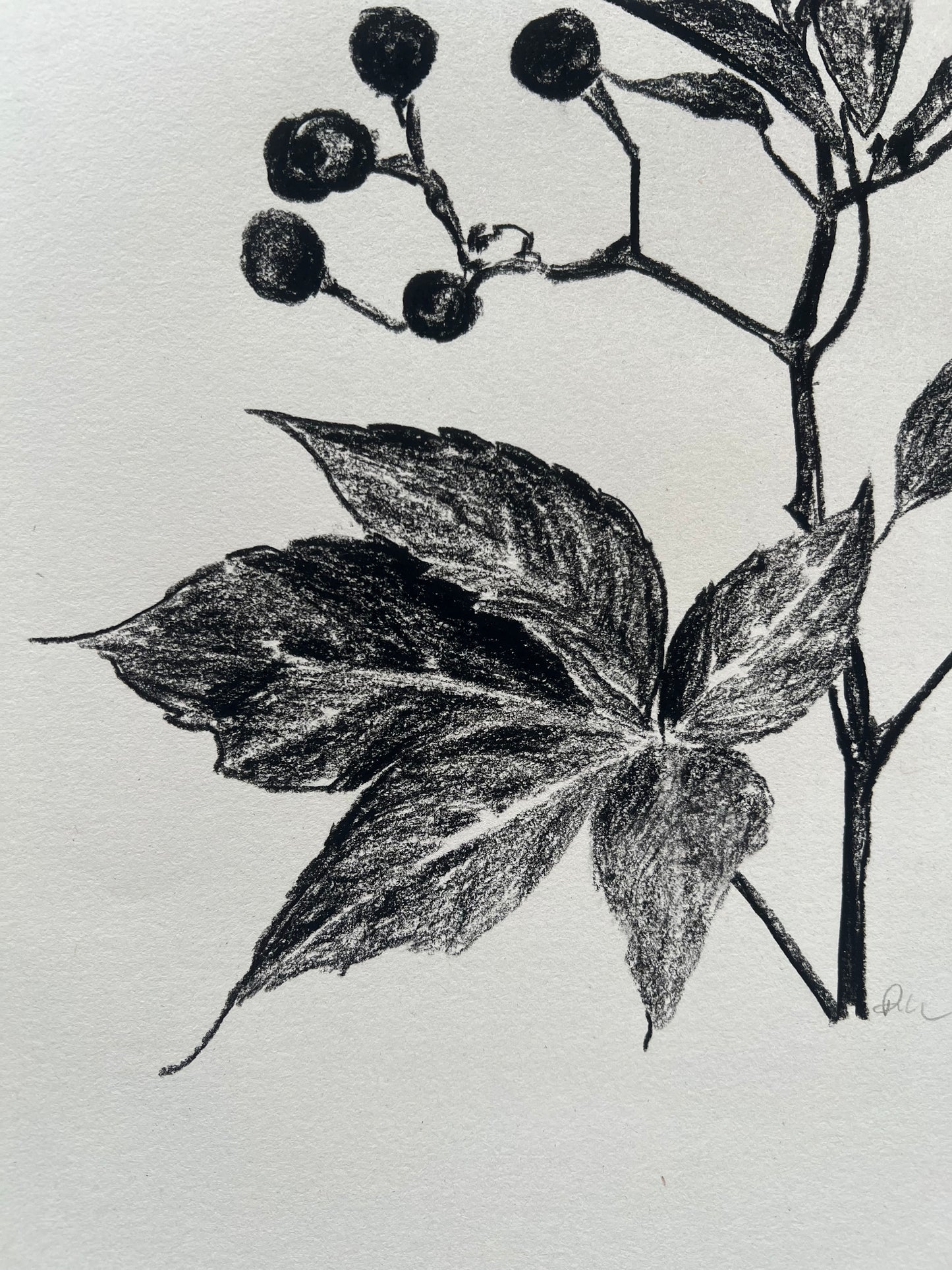 Virginia Creeper | Charcoal