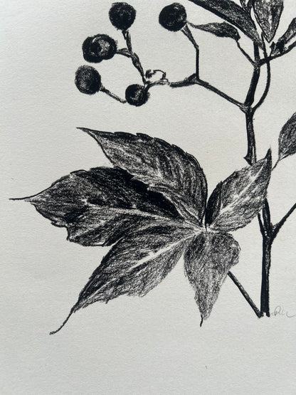 Virginia Creeper | Charcoal