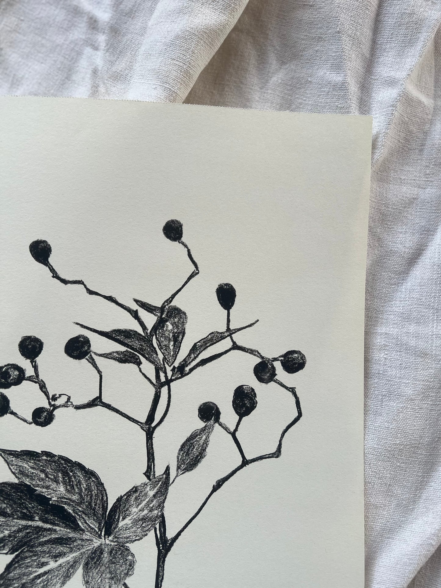 Virginia Creeper | Charcoal