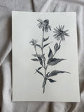 Rudbeckia Flower