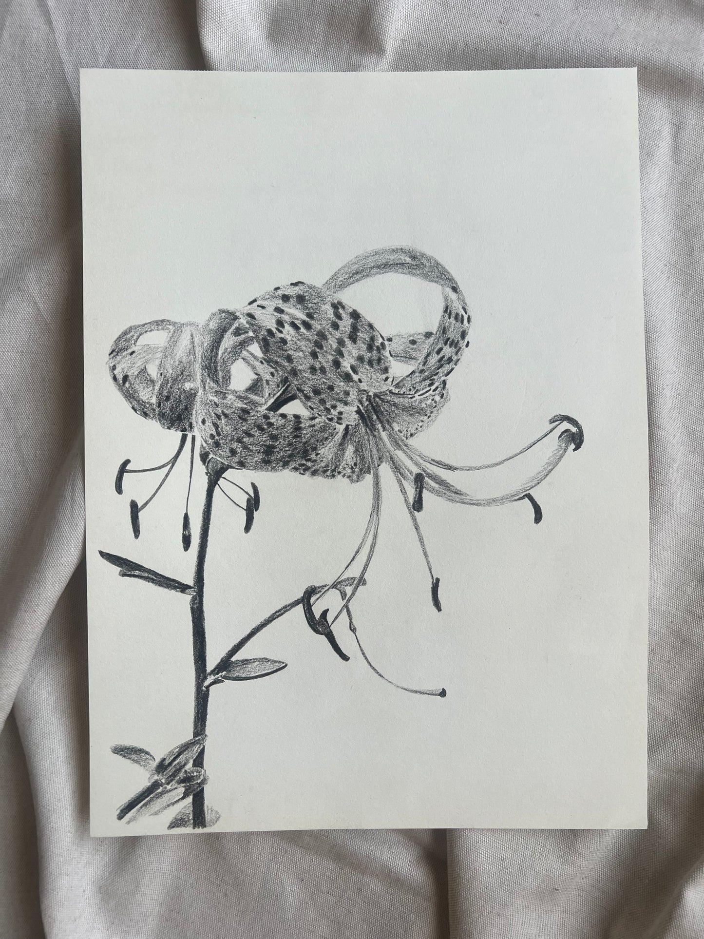 Tiger Lily