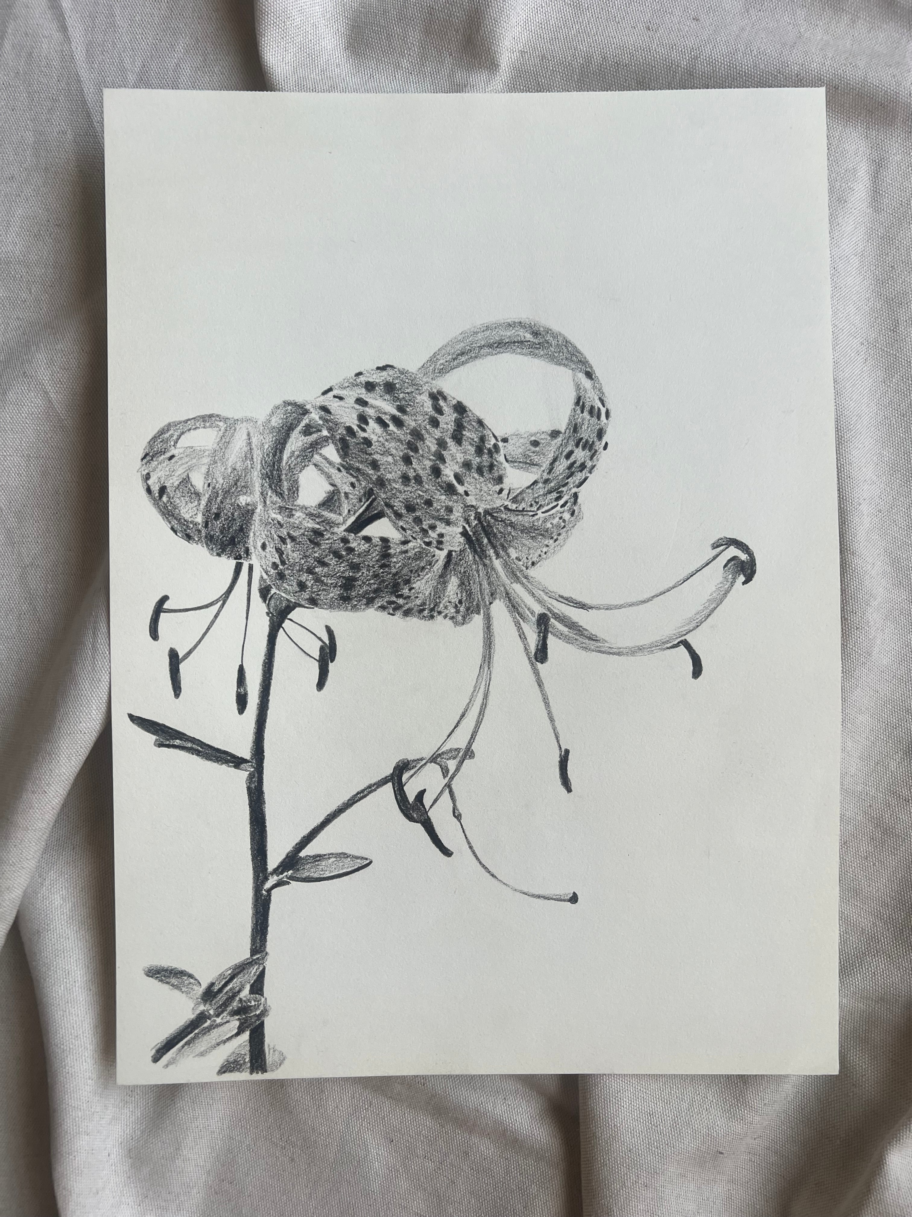 Tiger Lily